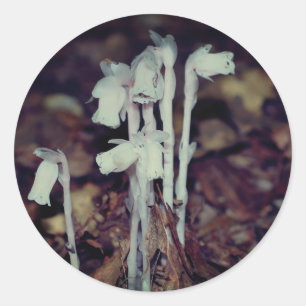 Pink Indian Pipe Mushroom Nature Classic Round Sticker