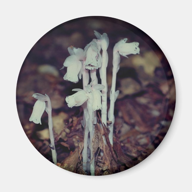 Pink Indian Pipe Wildflowers Nature  Magnet (Front)