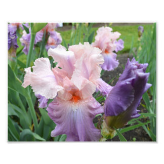 Pink Iris 10"x8" Photo Print