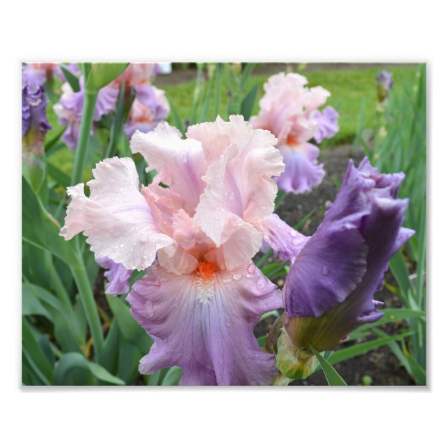 Pink Iris 10"x8" Photo Print (Front)