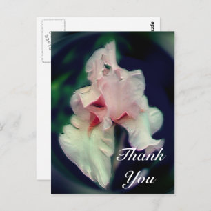 Pink Iris Abstract Floral Thank You Postcard