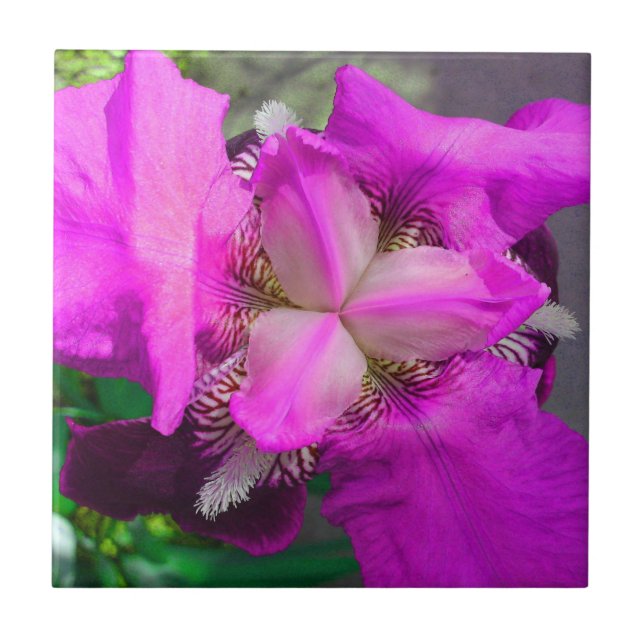 Pink Iris Flower Tile (Front)