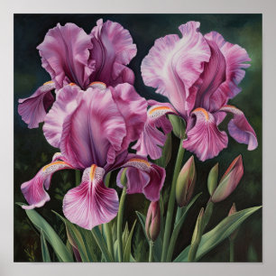 Pink Irises Flower Art Print Poster