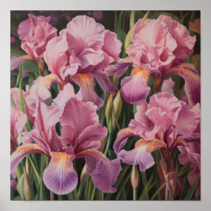 Pink Irises Flower Art Print Poster