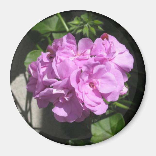 Pink Ivy Geranium Magnet (Front)