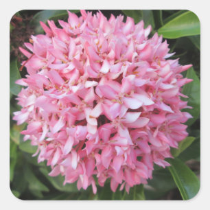 Pink Ixora Flower Square Sticker