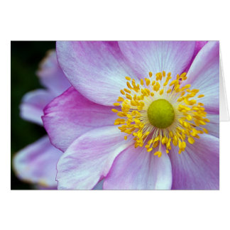 Pink "Japanese Anemone"