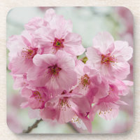 Pink Japanese Cherry Blossom