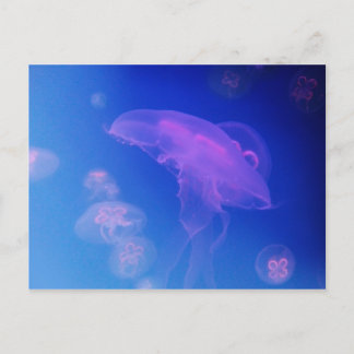 Pink jellyfishes in blue water postcard