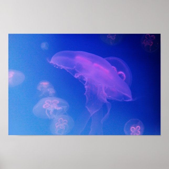 Pink jellyfishes in blue water poster (Front)