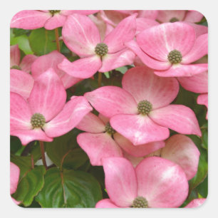Pink kousa dogwood flowers print square sticker