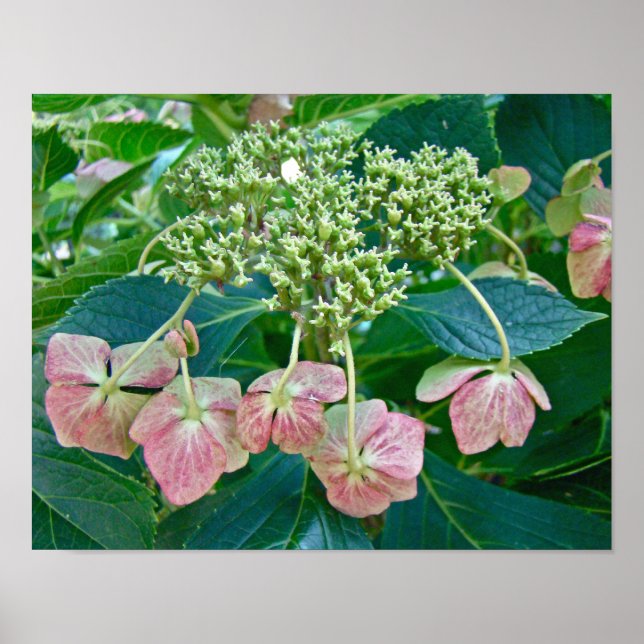 Pink Lace-Cap Hydrangea Blossoms - Poster (Front)