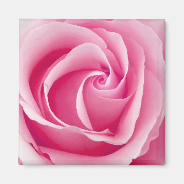 Pink Lady Rose Magnet - Square (Front)
