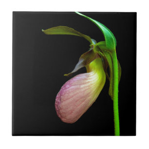 pink lady slipper ceramic tile