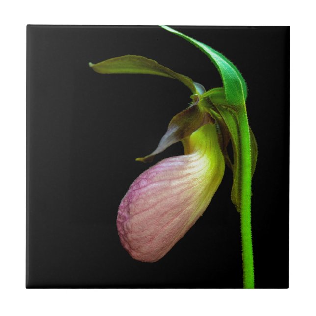pink lady slipper ceramic tile (Front)
