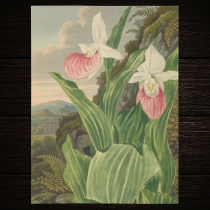 Pink Lady Slipper Vintage Floral Orchid Botanical Tissue Paper