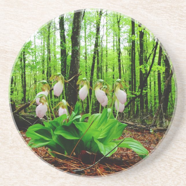 Pink Lady Slipper wild Orchid Coaster (Front)