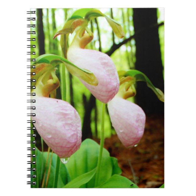 Pink Lady Slipper wild Orchid Notebook (Front)