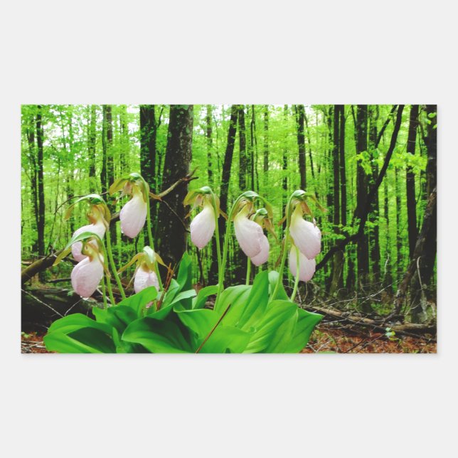 Pink Lady Slipper wild Orchid Rectangular Sticker (Front)