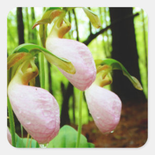 Pink Lady Slipper wild Orchid Square Sticker