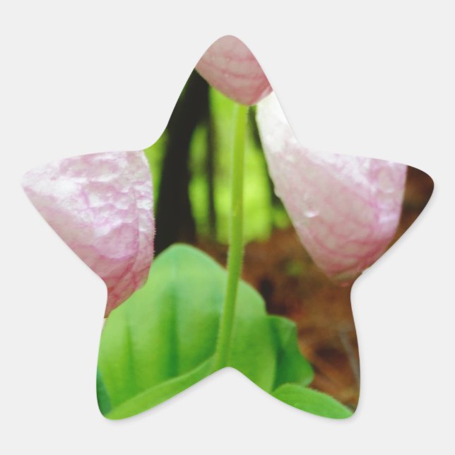 Pink Lady Slipper wild Orchid Star Sticker (Front)