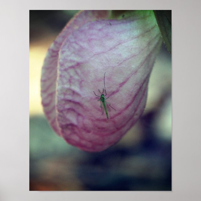 Pink Lady Slipper With Visiting Green Insect  Poster (Front)