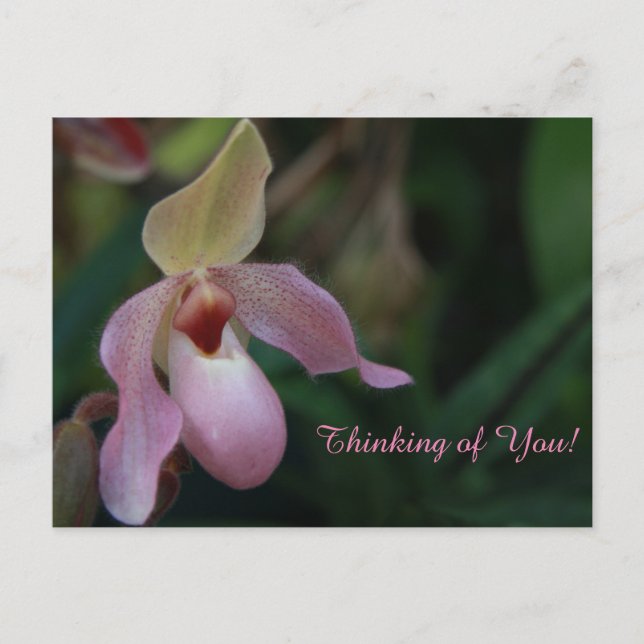 Pink Lady's Slipper Orchid Flower Postcard (Front)