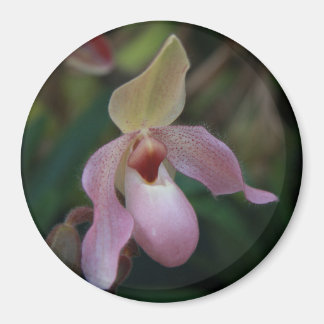Pink Lady's Slipper Orchid Magnet