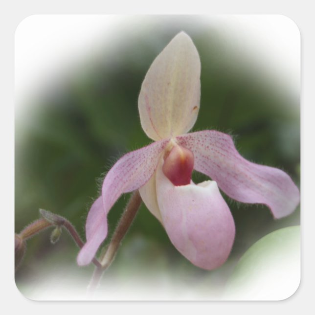 Pink Lady's Slipper Orchid Square Sticker (Front)