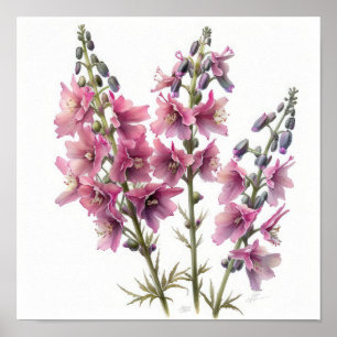 Pink Larkspur Flower Art Print Poster