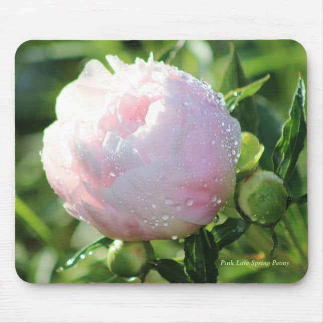 Pink Late Spring Peony Mouse Pad (Front)