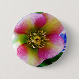 Pink Lenten Rose, 6 Cm Round Badge