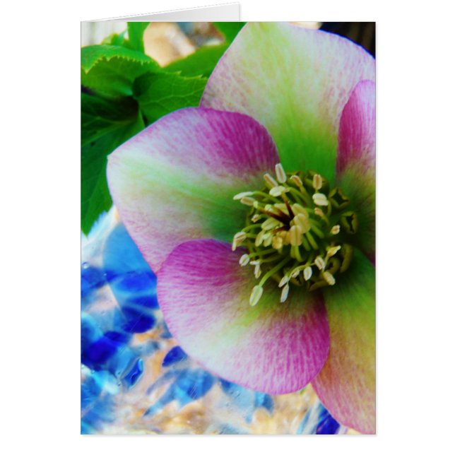 Pink Lenten Rose blue glass ball (Front)