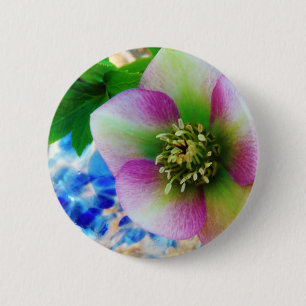 Pink Lenten Rose blue glass ball 6 Cm Round Badge