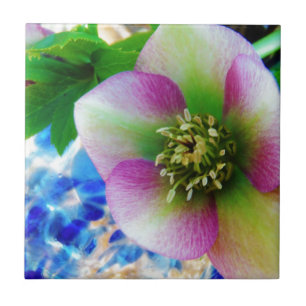 Pink Lenten Rose blue glass ball Ceramic Tile