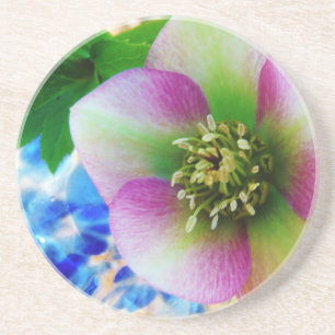 Pink Lenten Rose blue glass ball Coaster