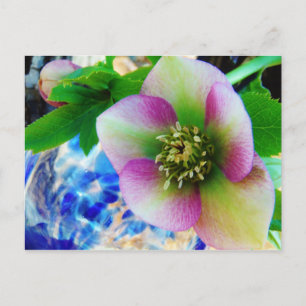 Pink Lenten Rose blue glass ball Postcard