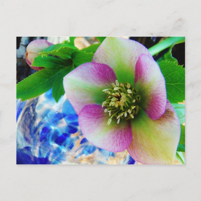 Pink Lenten Rose blue glass ball Postcard (Front)