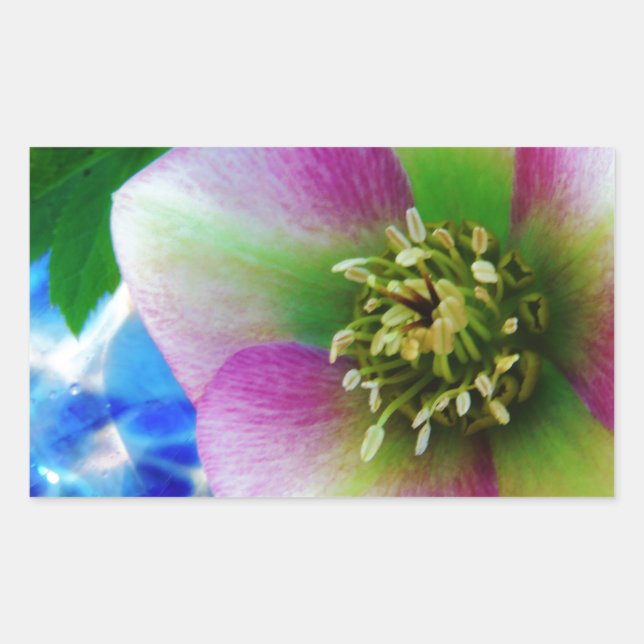 Pink Lenten Rose blue glass ball Rectangular Sticker (Front)