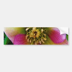 Pink Lenten Rose, Bumper Sticker