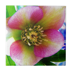 Pink Lenten Rose, Ceramic Tile
