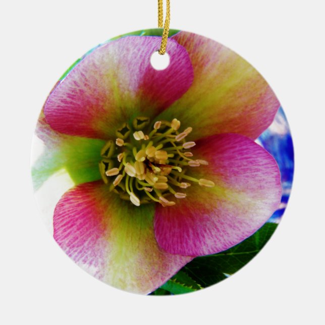 Pink Lenten Rose, Ceramic Tree Decoration (Front)