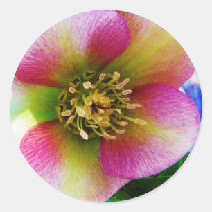 Pink Lenten Rose, Classic Round Sticker