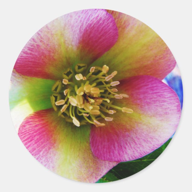 Pink Lenten Rose, Classic Round Sticker (Front)