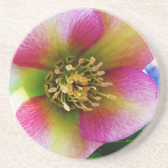 Pink Lenten Rose, Coaster (Front)