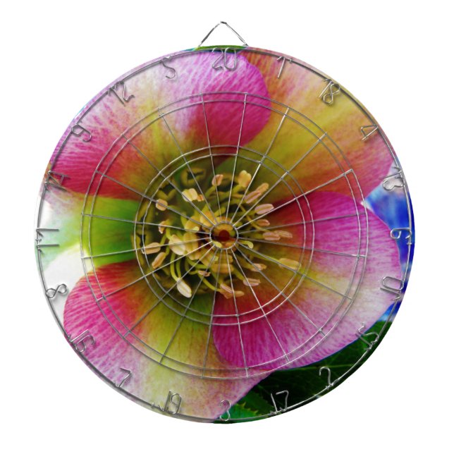 Pink Lenten Rose, Dartboard (Front)