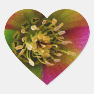 Pink Lenten Rose, Heart Sticker