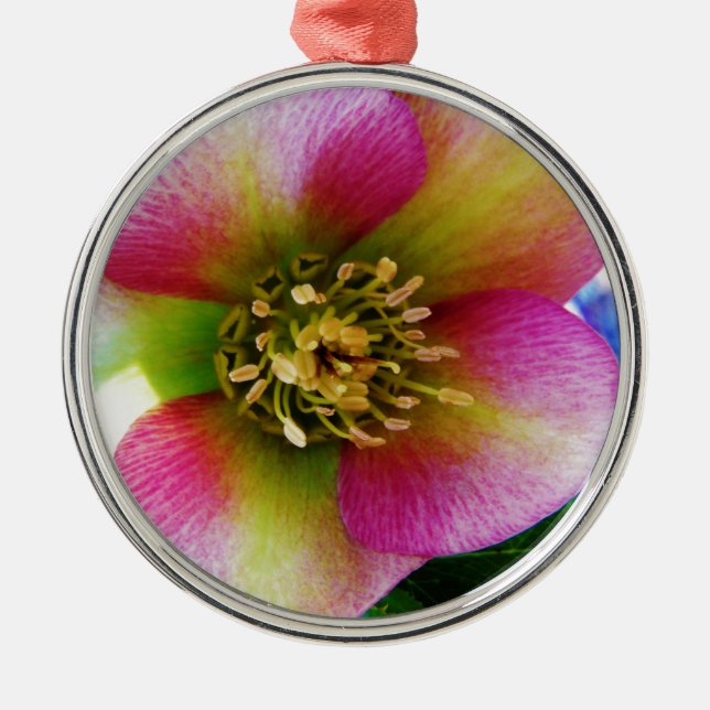 Pink Lenten Rose, Metal Ornament (Front)