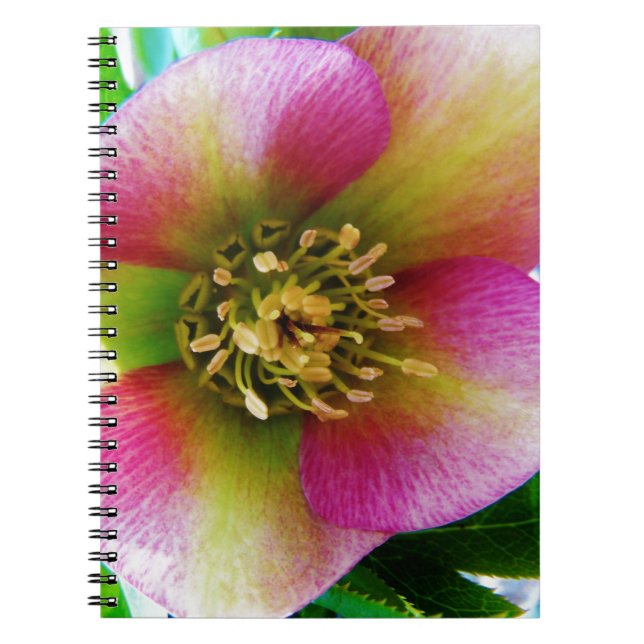 Pink Lenten Rose, Notebook (Front)