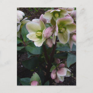 Pink Lenten Rose Postcard